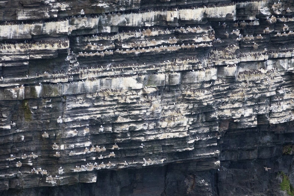 Common Murre - ML638732626