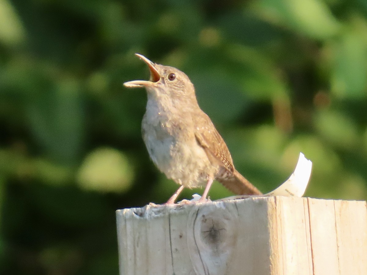 Northern House Wren - ML638732629