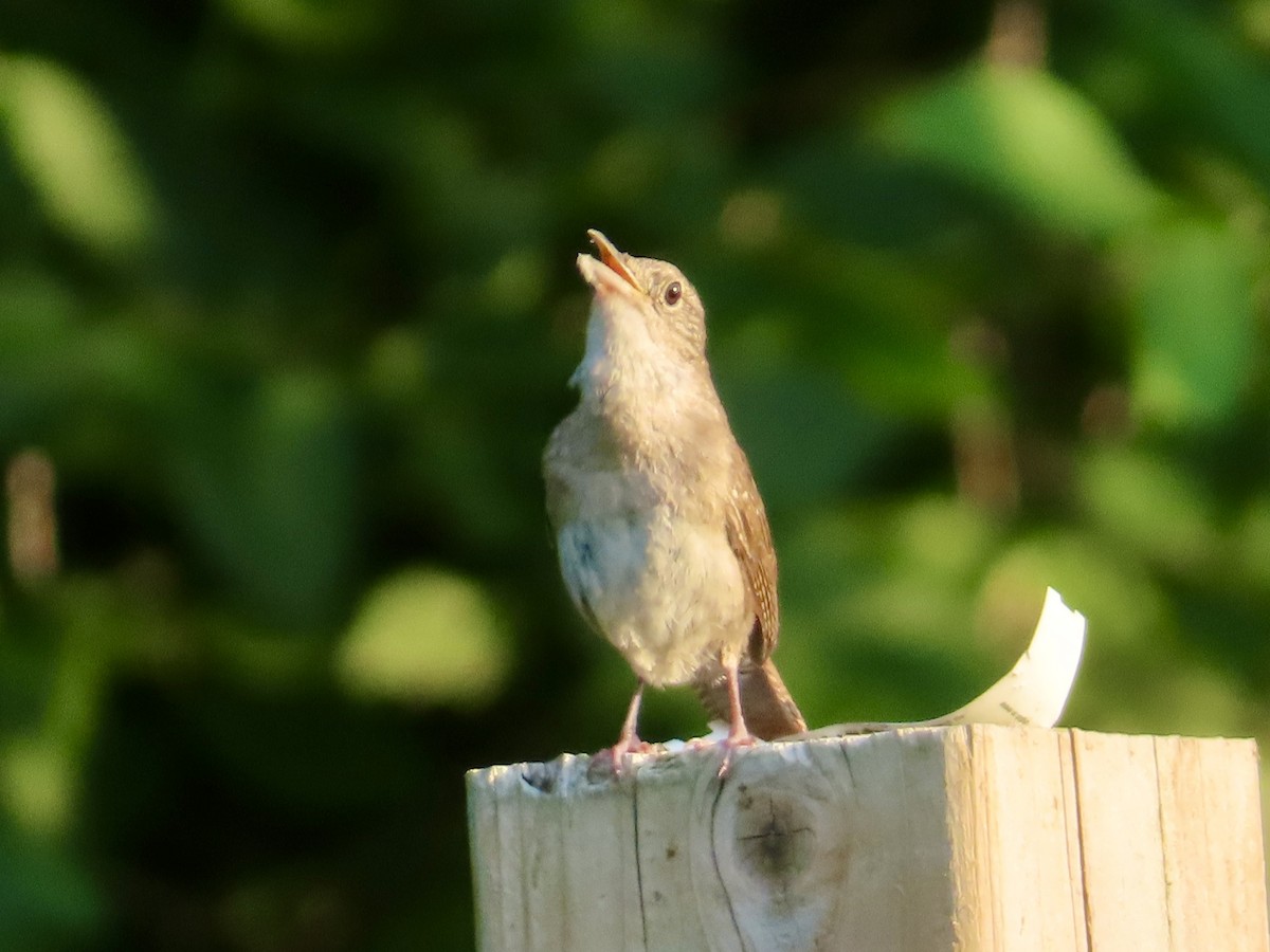Northern House Wren - ML638732630