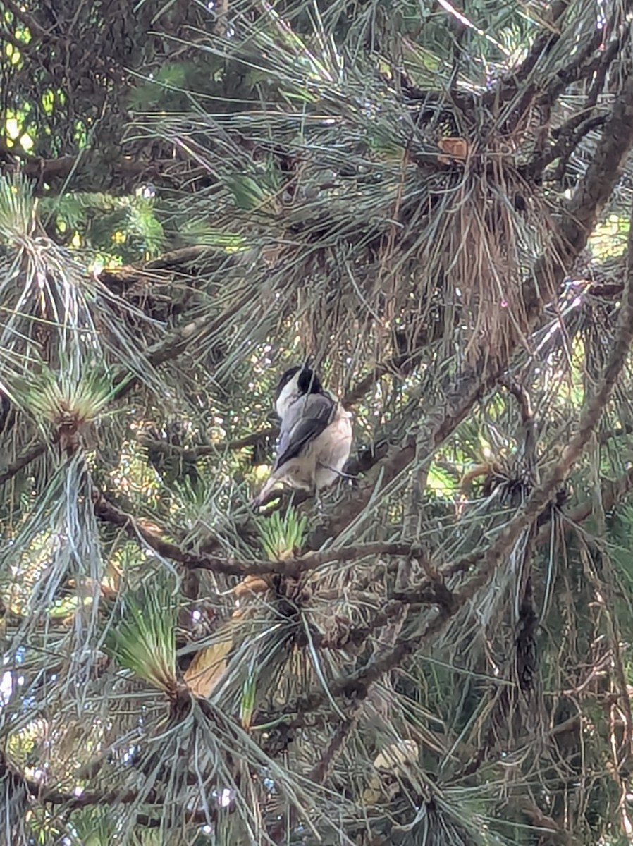 Black-capped Chickadee - ML638732635