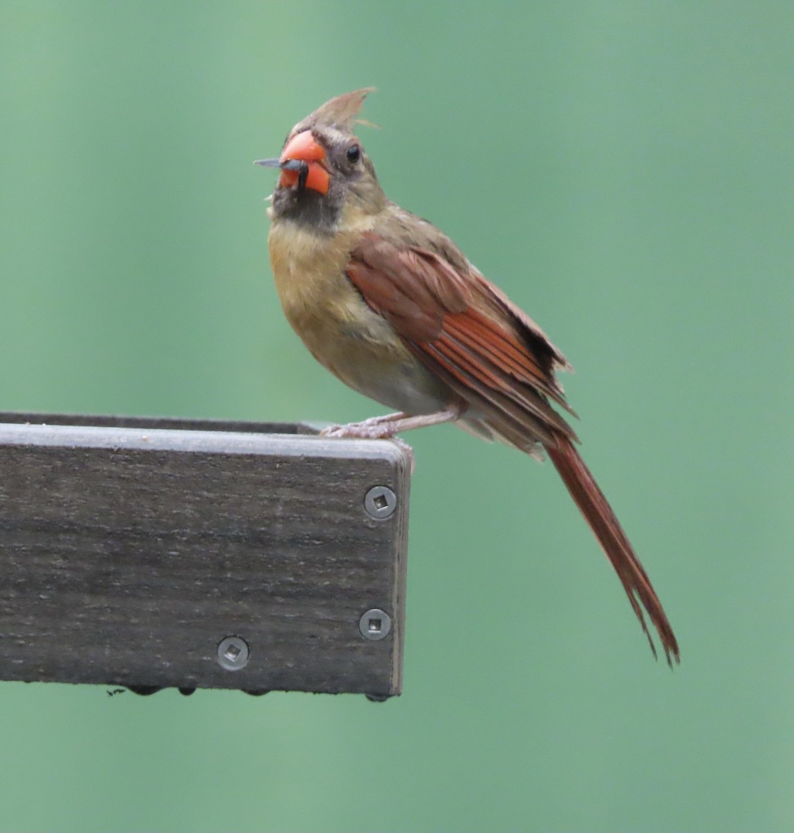 Northern Cardinal - ML638732641