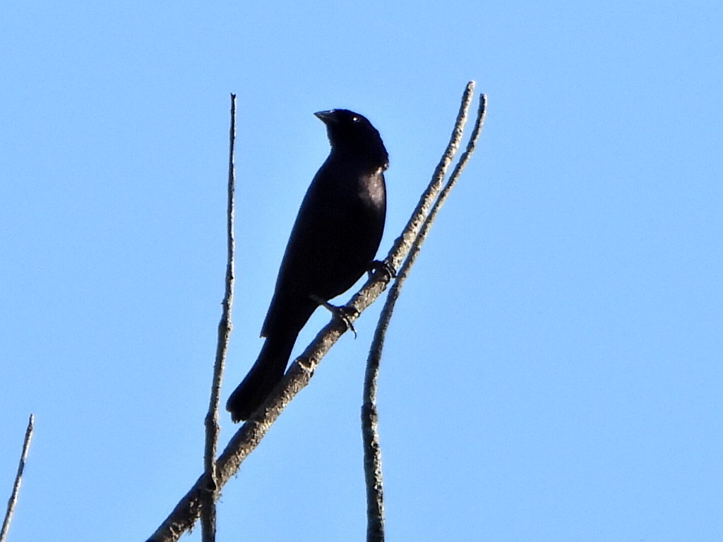 Shiny Cowbird - ML638732645