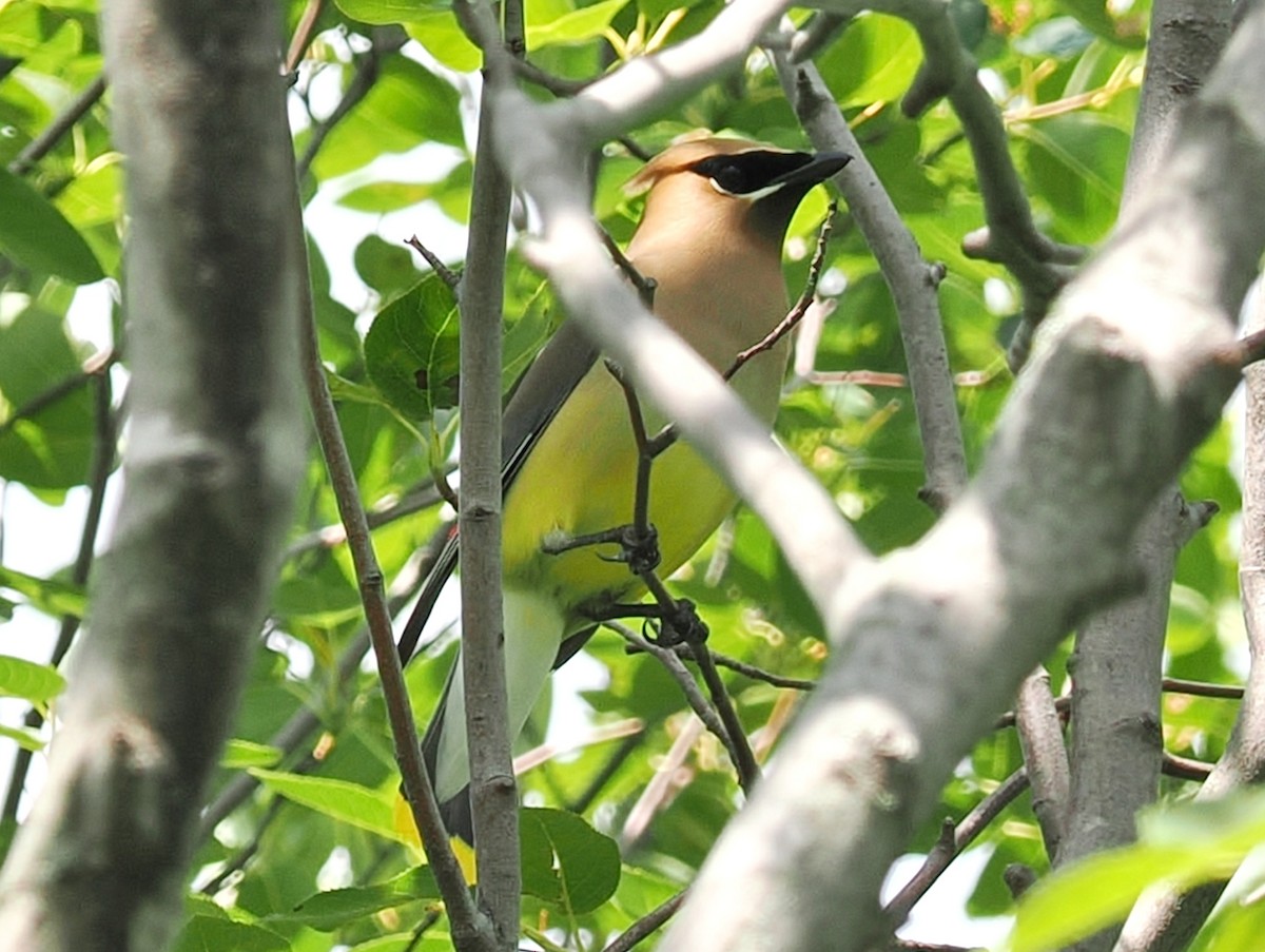 Cedar Waxwing - ML638732646