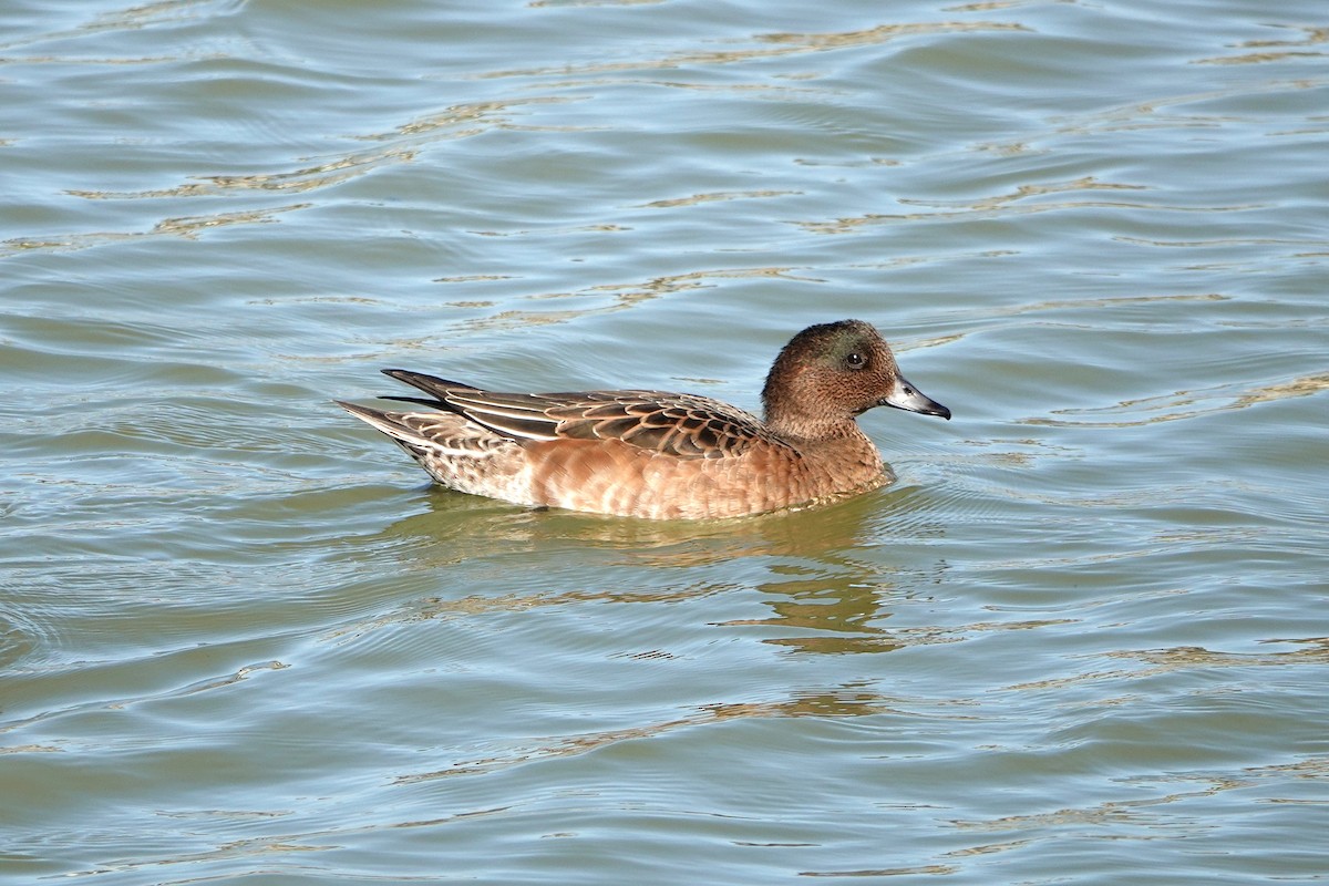 Eurasian Wigeon - ML638732647