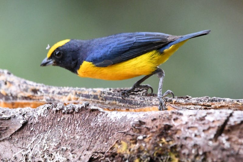 Orange-bellied Euphonia - ML638732648