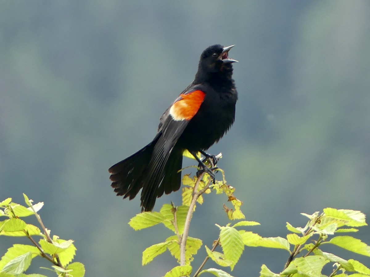 Red-winged Blackbird - ML638732649
