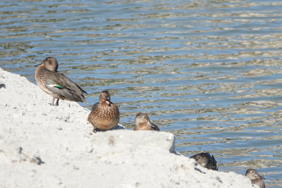 Green-winged Teal - ML638732650