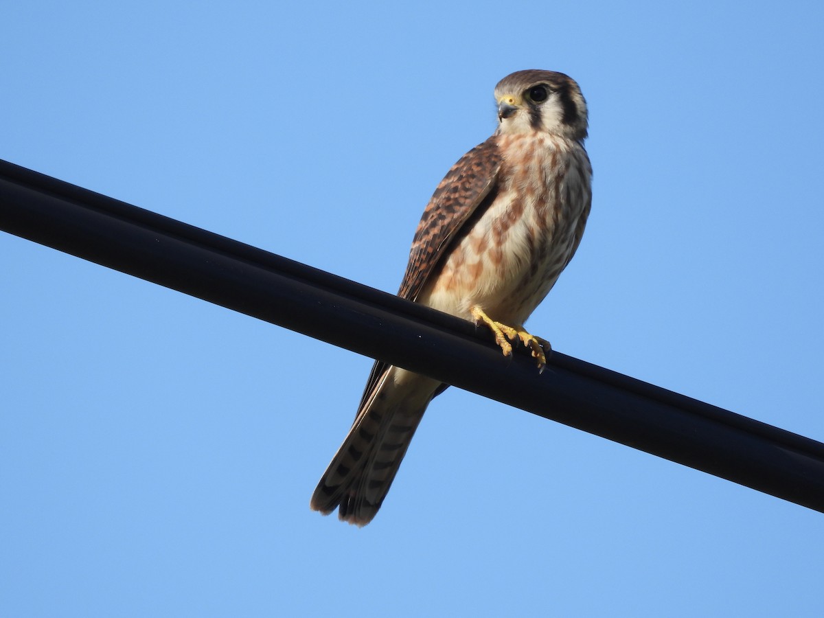 Merlin - ML638732652