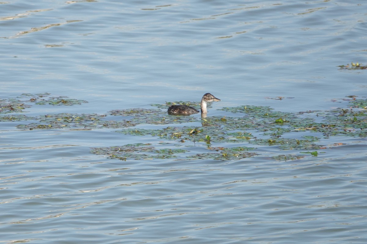 Little Grebe - ML638732654