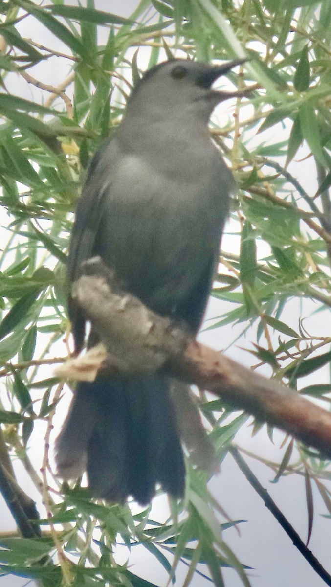 Gray Catbird - ML638732681