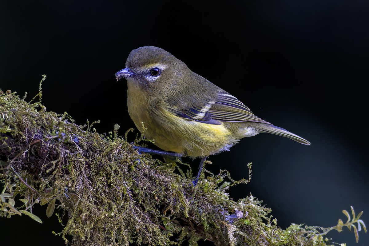 Yellow-winged Vireo - ML638732682