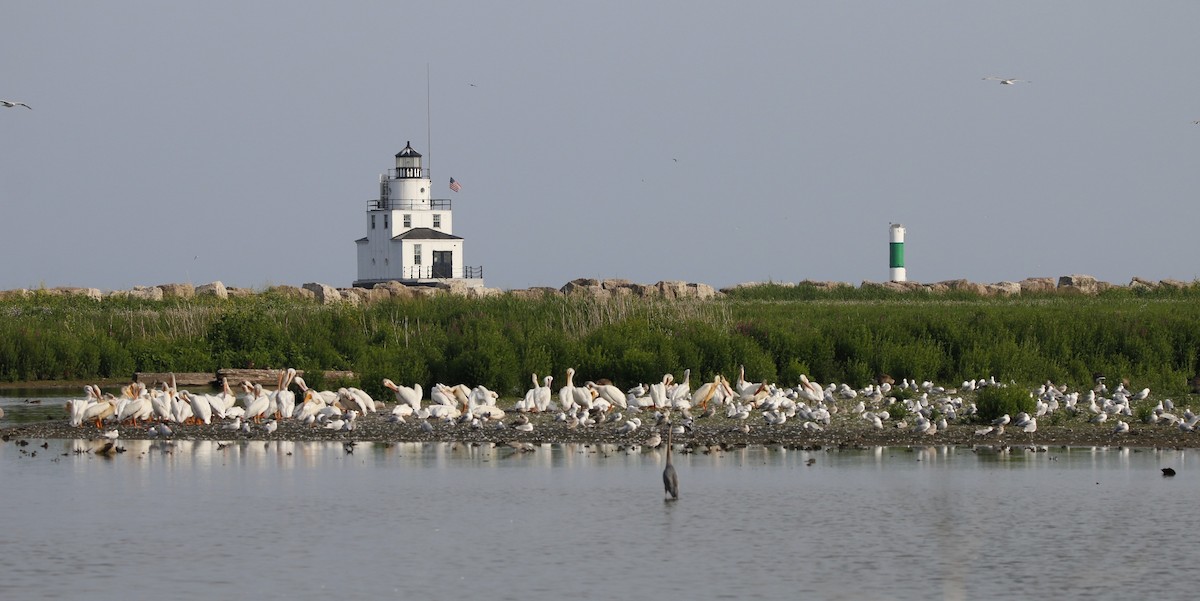 American White Pelican - ML638732683