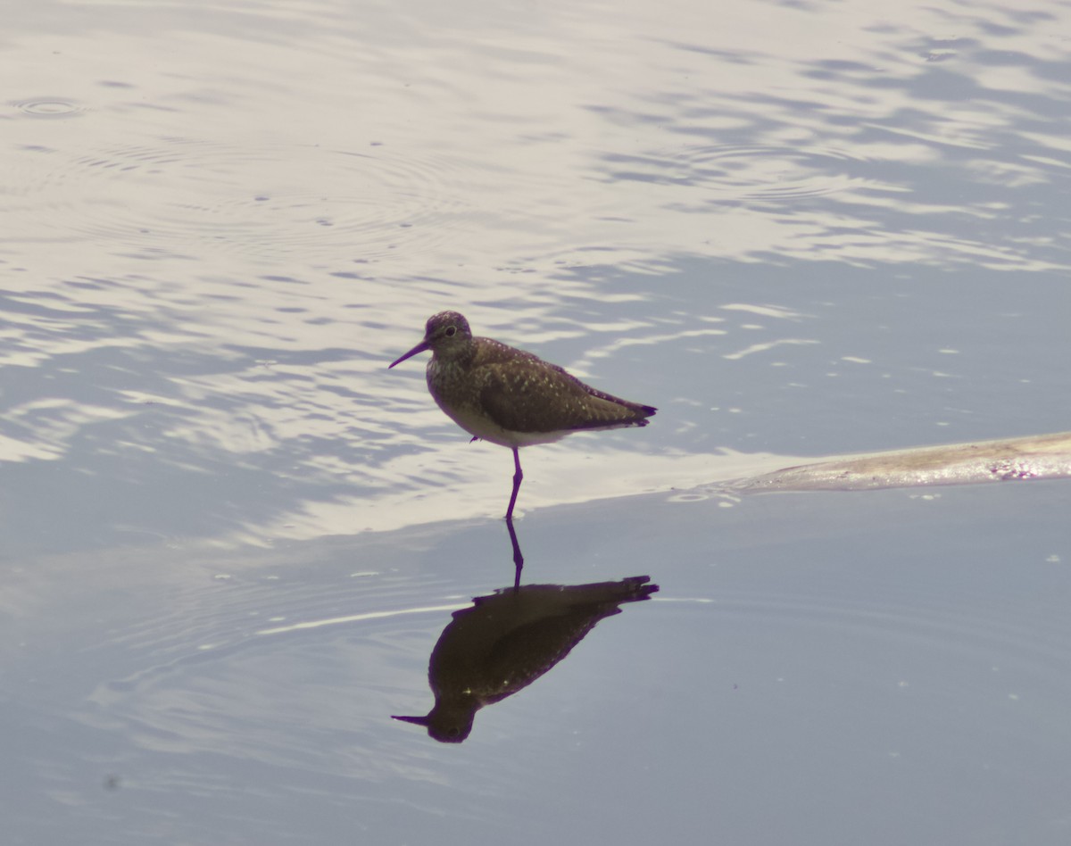 Einsiedelwasserläufer - ML638732687