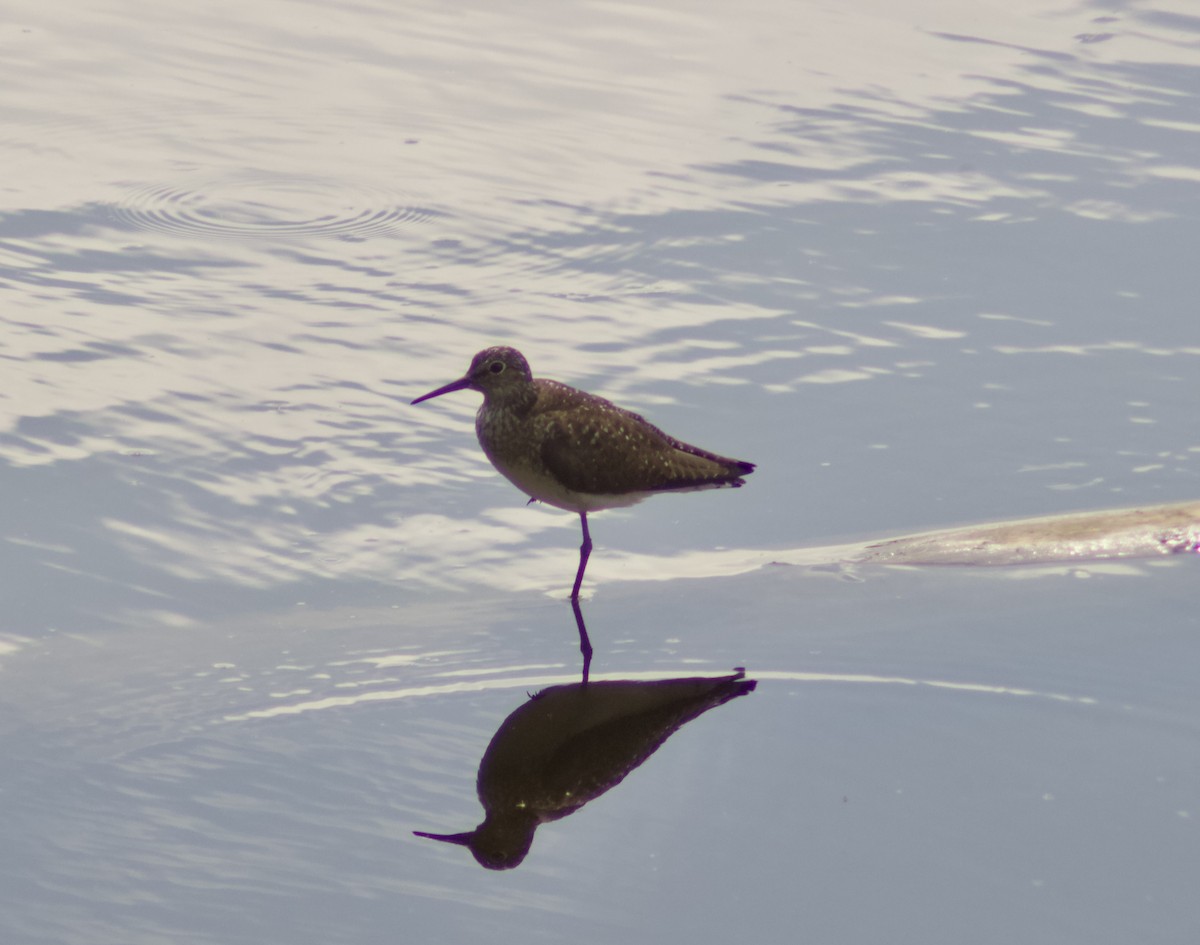 Einsiedelwasserläufer - ML638732688