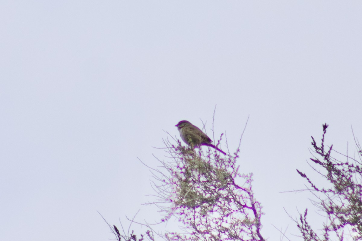 Bell's Sparrow (belli) - ML638732689