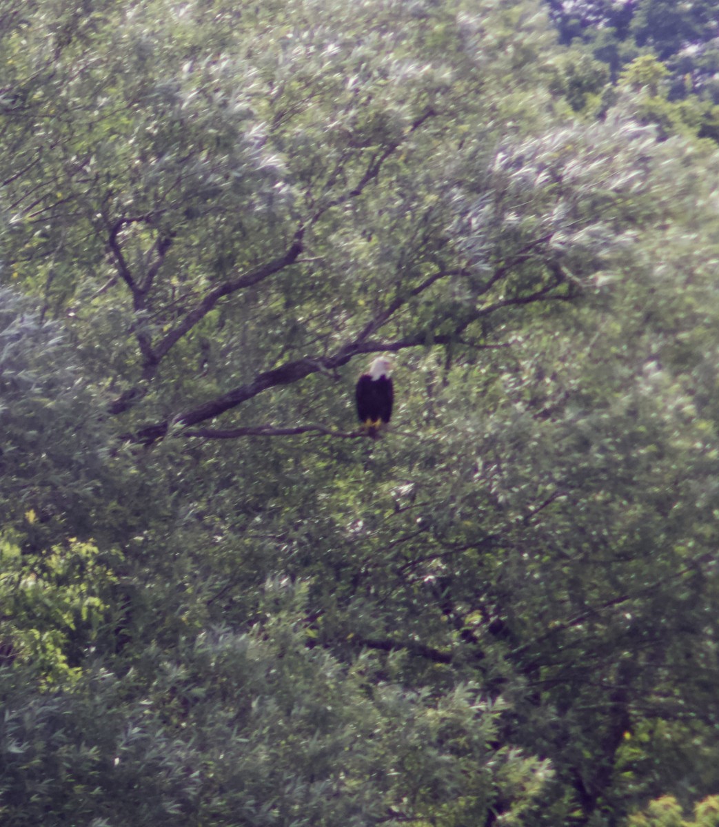 Bald Eagle - ML638732692