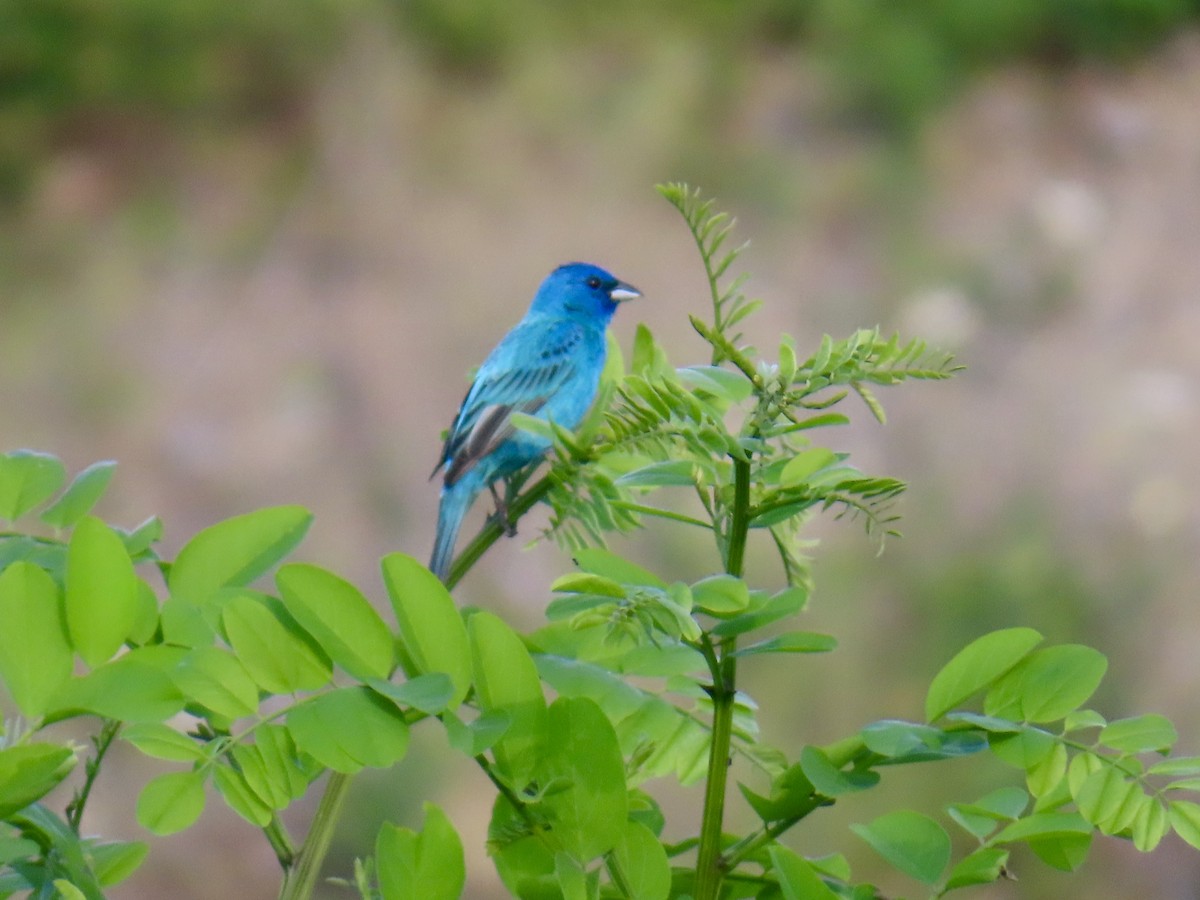 Indigo Bunting - ML638732694