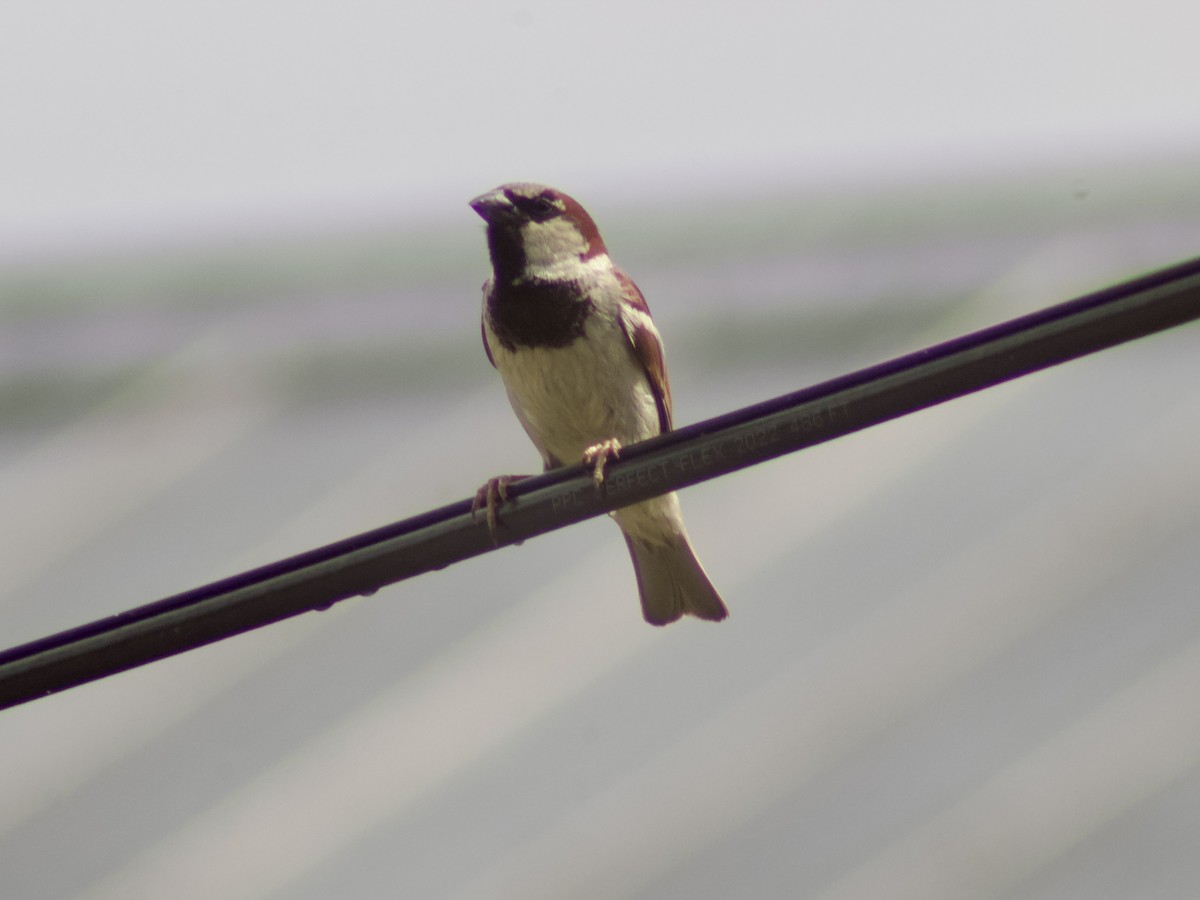 House Sparrow - ML638732695