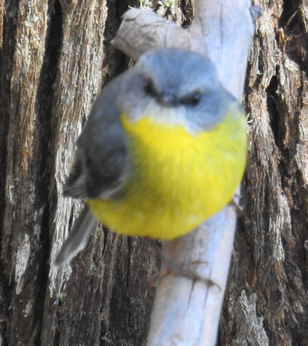 Eastern Yellow Robin - ML63873271