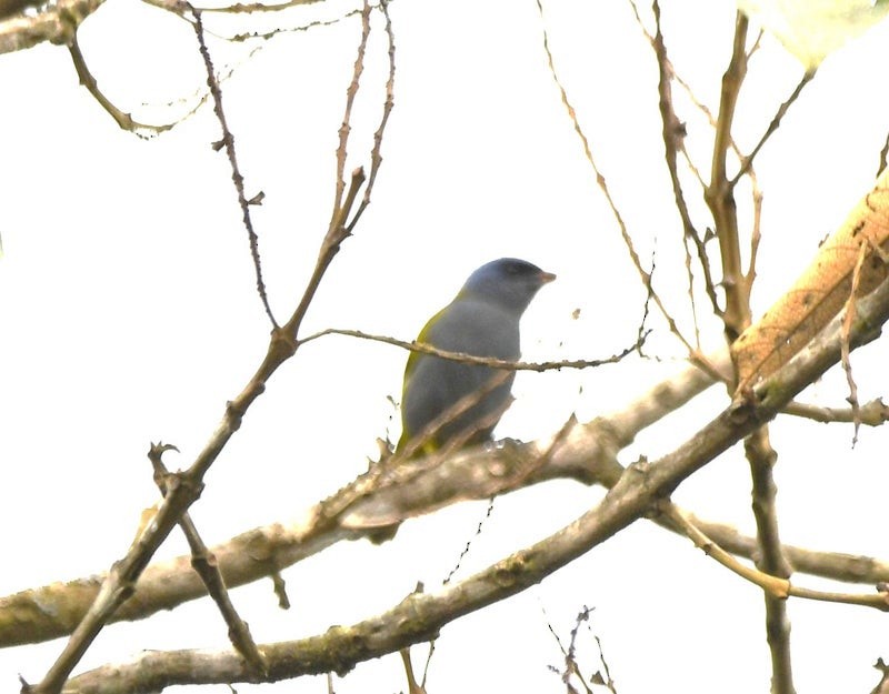 Blue-capped Tanager - ML638732717