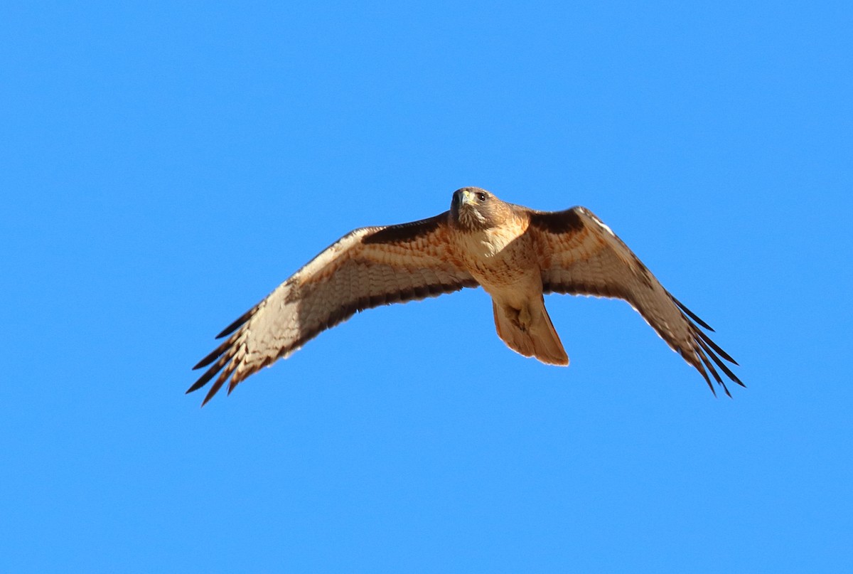 Red-tailed Hawk - ML638732719