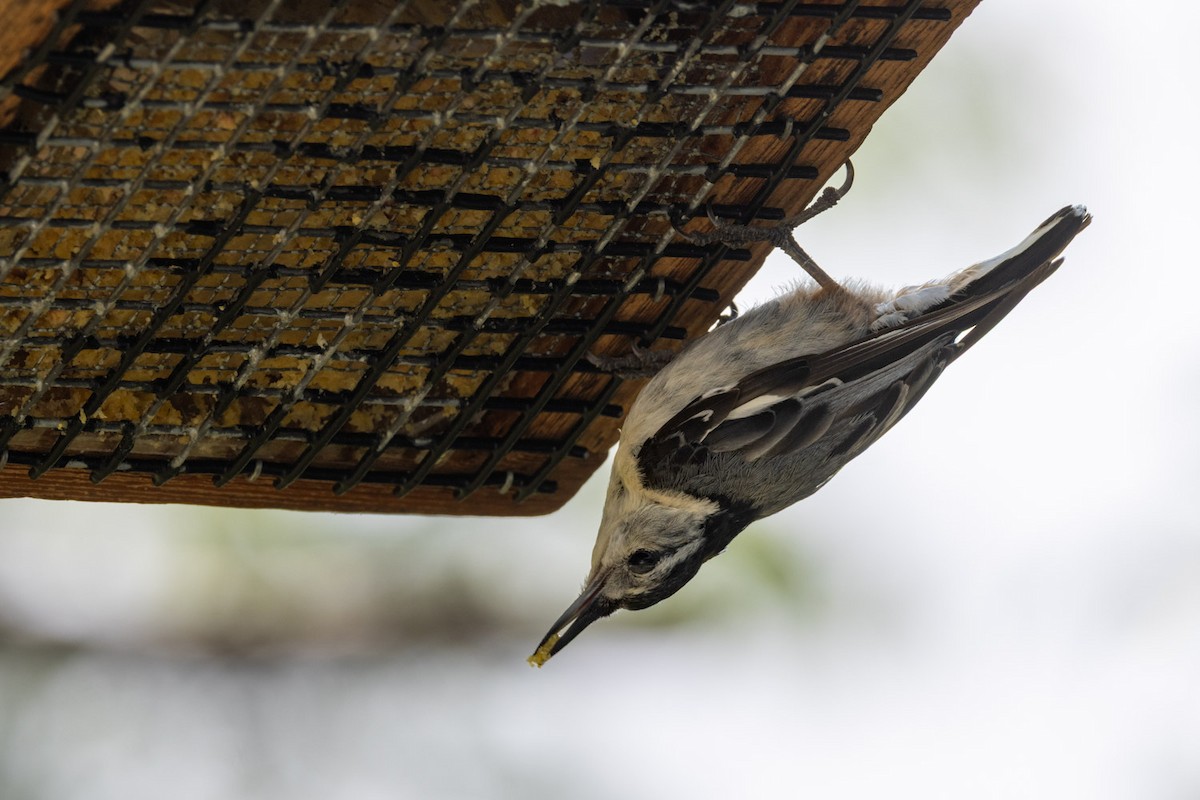 White-breasted Nuthatch - ML638732749