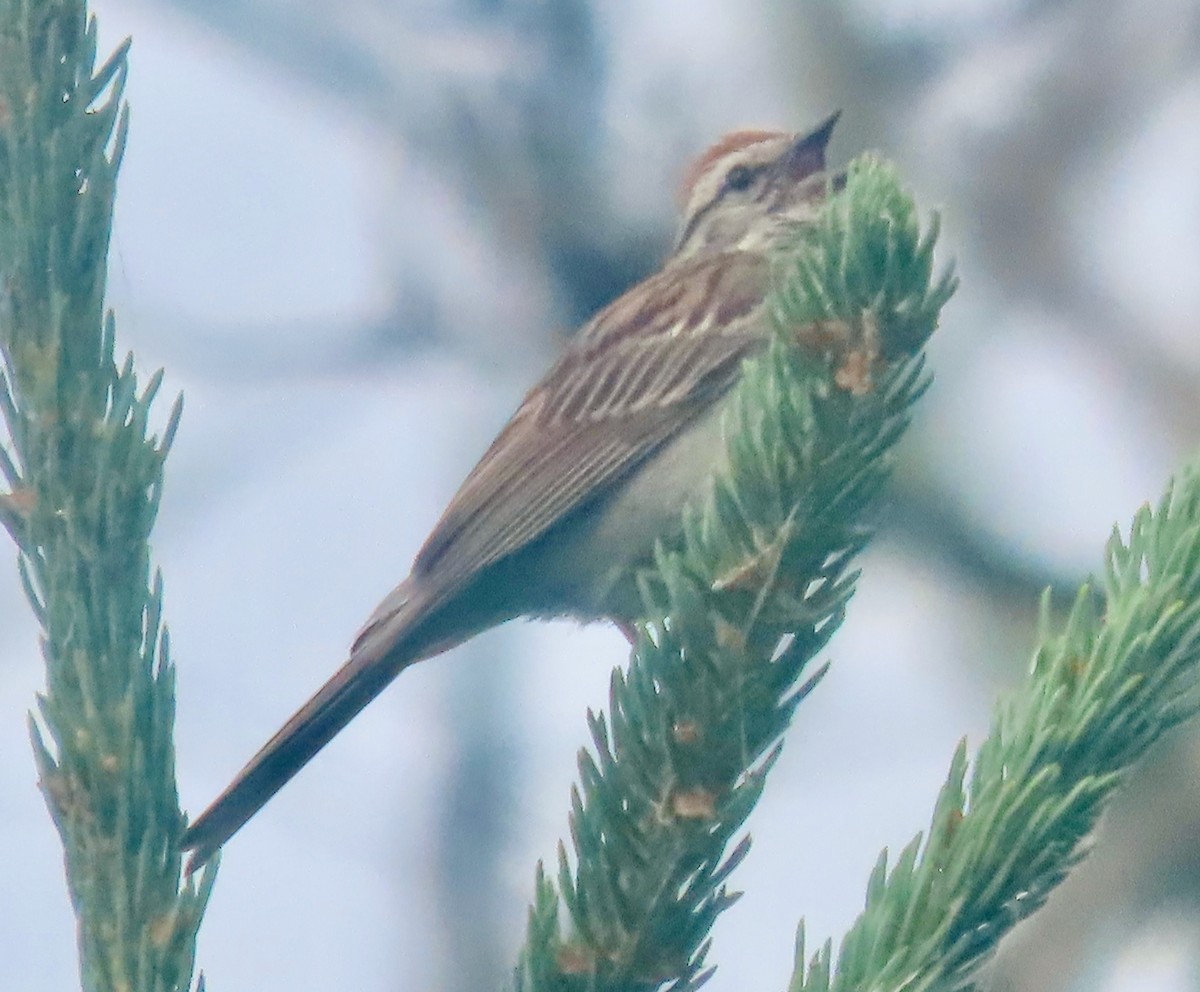 Chipping Sparrow - ML638732754