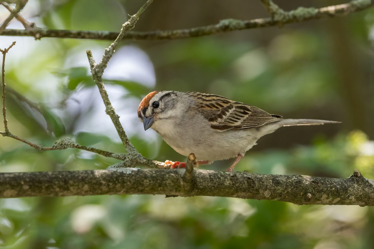 Chipping Sparrow - ML638732755