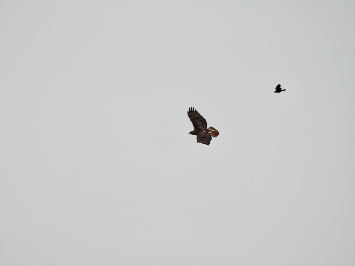 Red-tailed Hawk - ML638732783