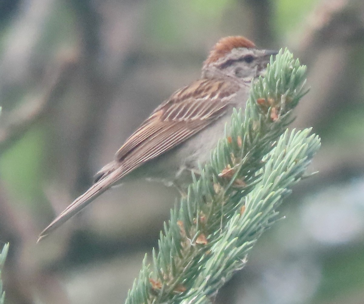 Chipping Sparrow - ML638732798