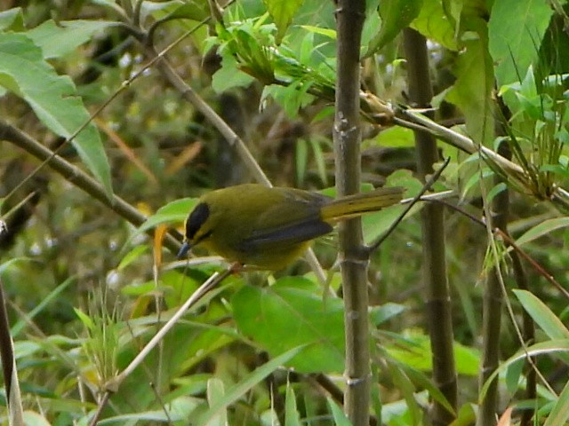 svartisseparula - ML638732852