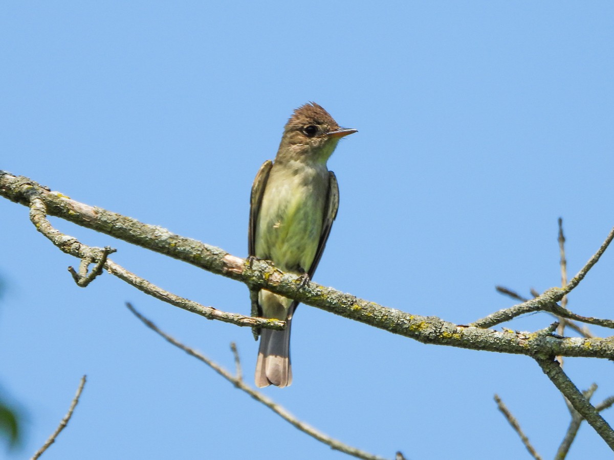 Great Crested Flycatcher - ML638732867