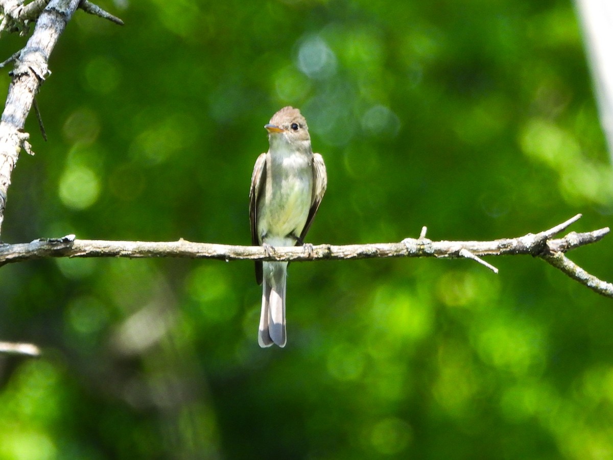 Great Crested Flycatcher - ML638732869