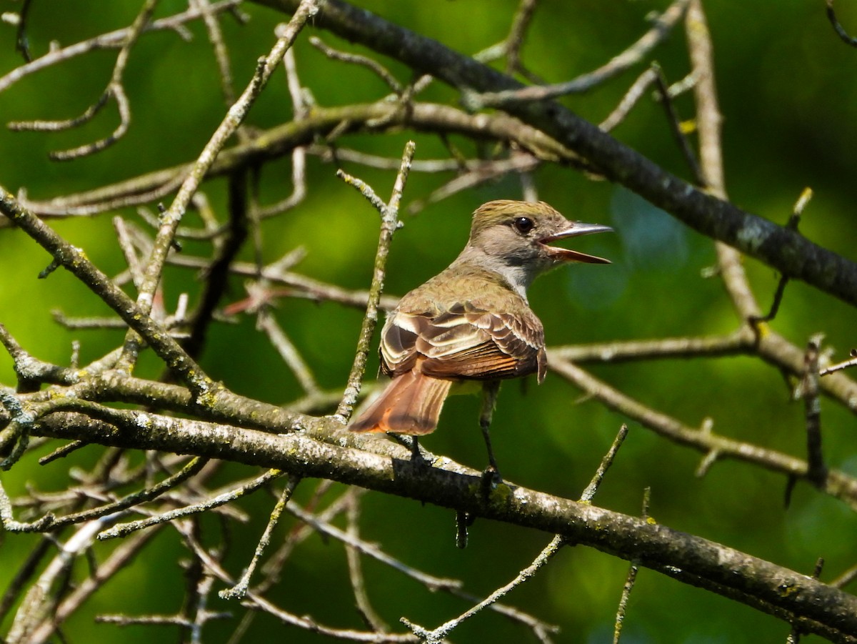 Great Crested Flycatcher - ML638732870