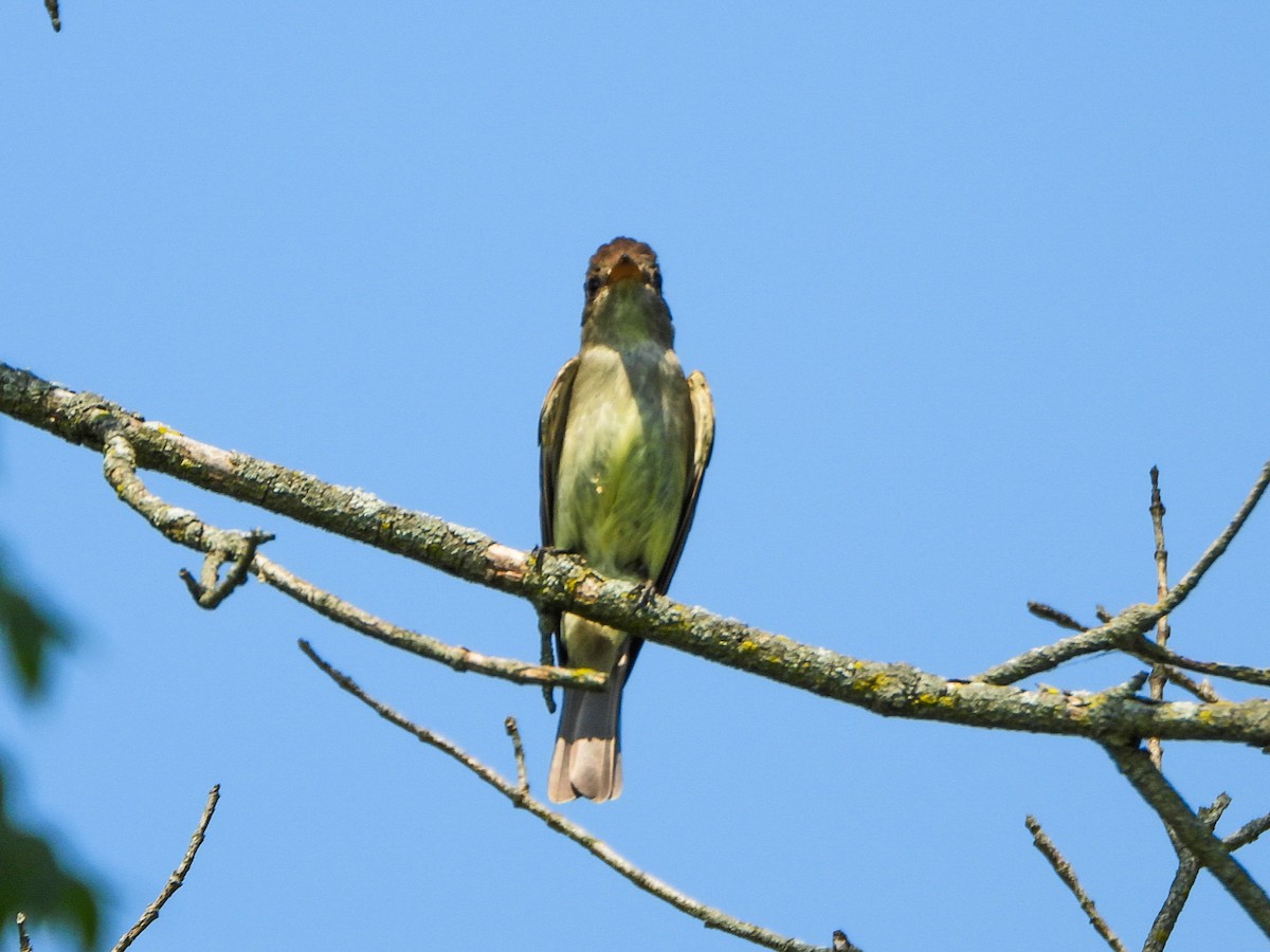 Great Crested Flycatcher - ML638732871