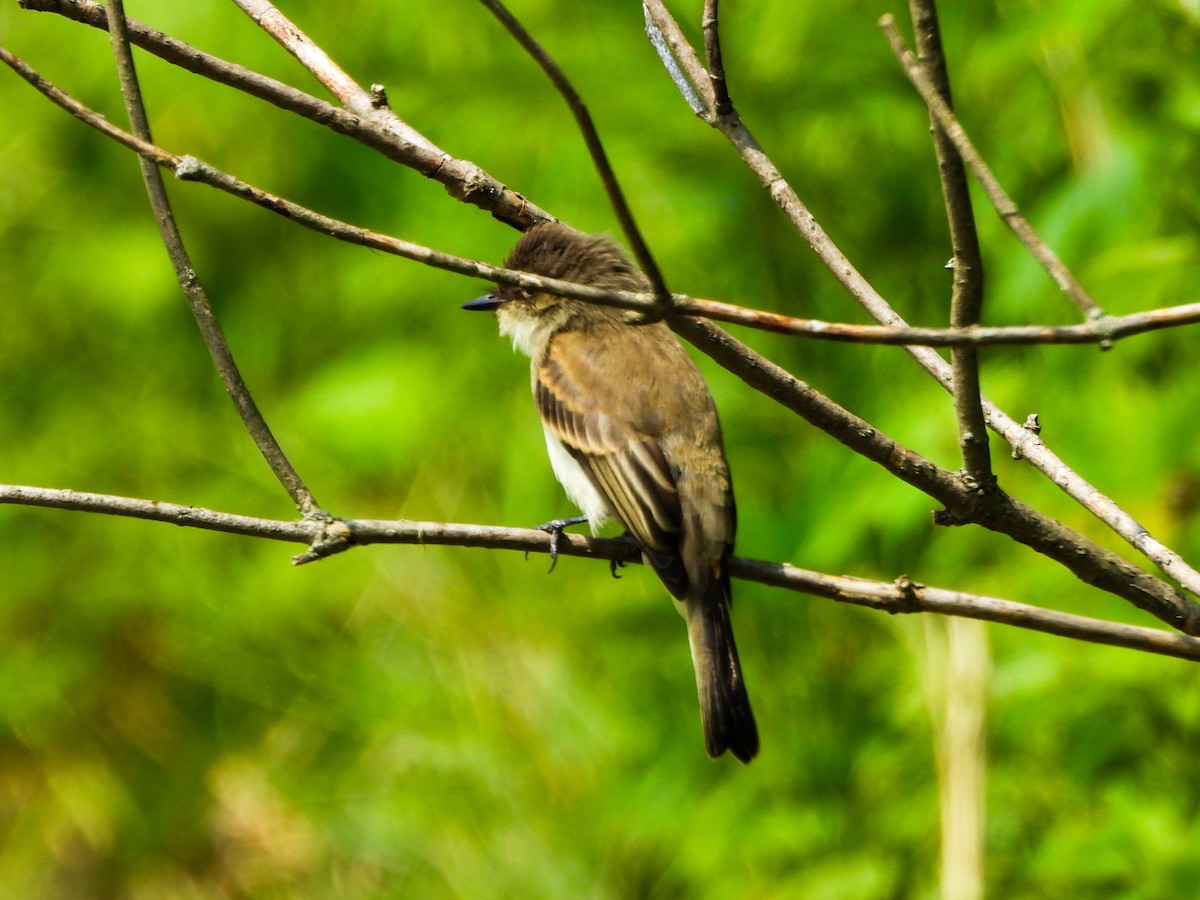 Eastern Phoebe - ML638732884