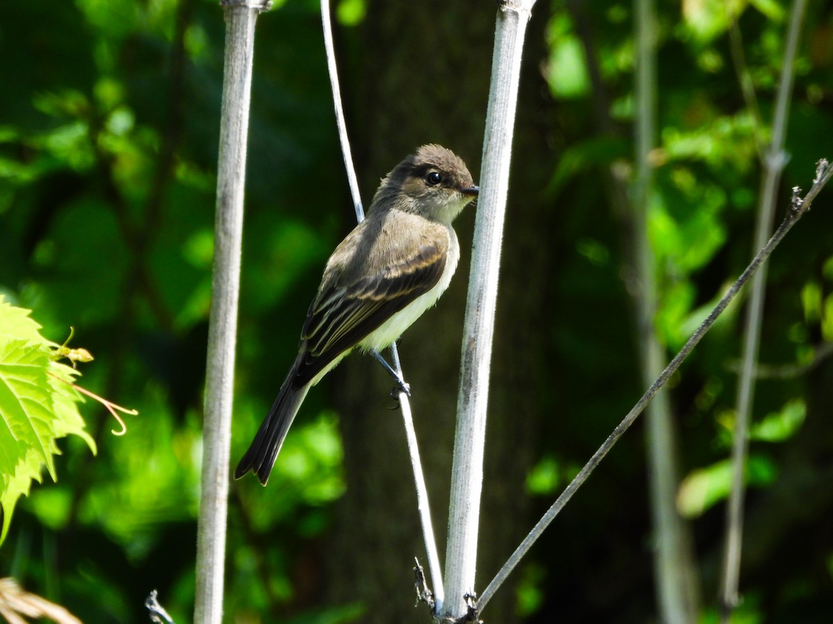 Eastern Phoebe - ML638732885