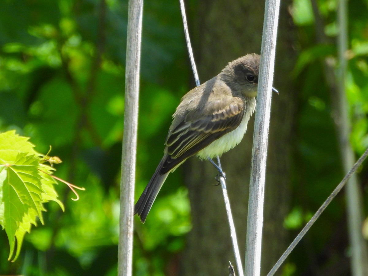 Eastern Phoebe - ML638732886