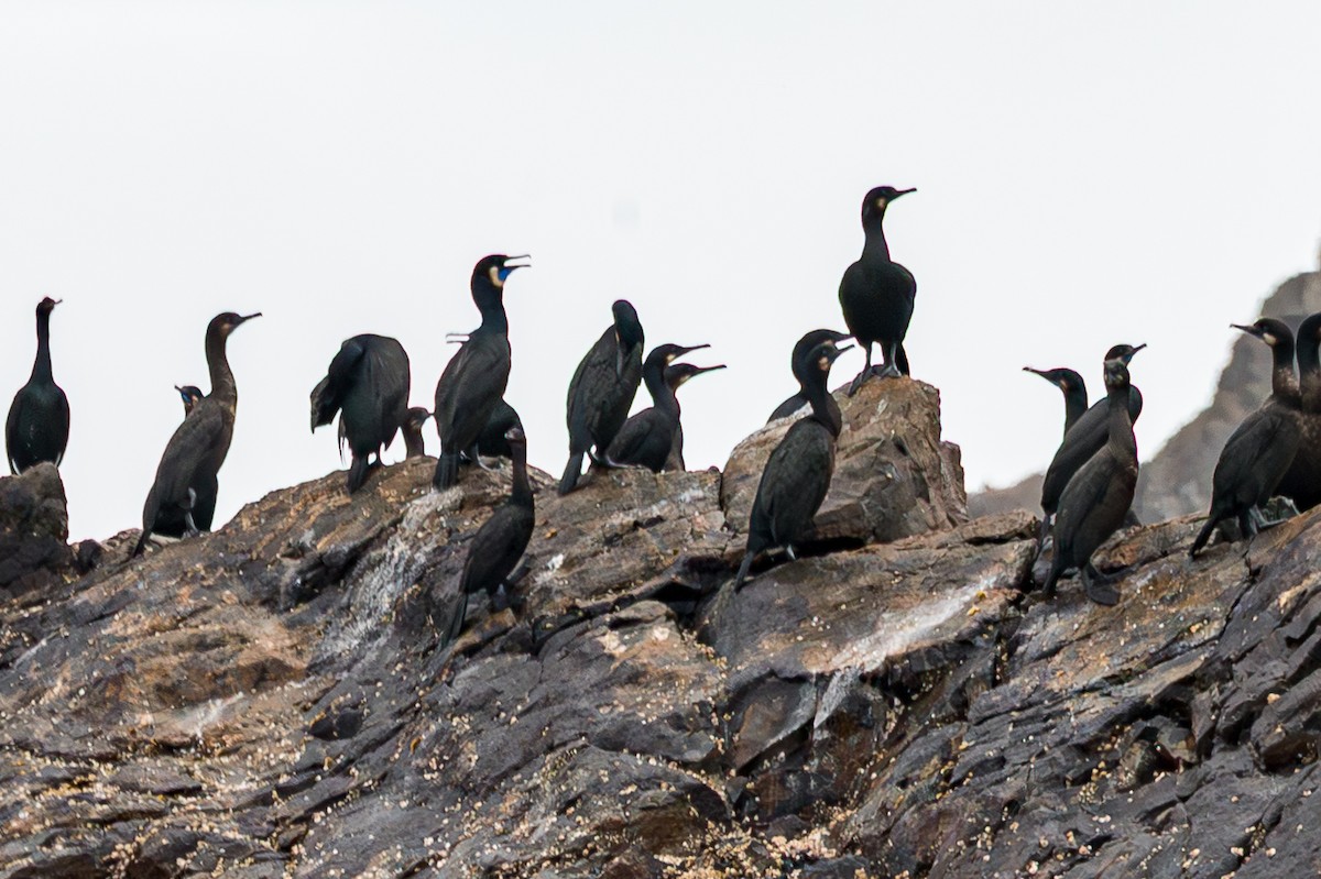 Brandt's Cormorant - ML638732903