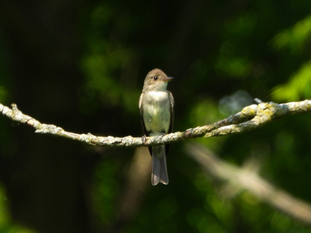 Eastern Wood-Pewee - ML638732904