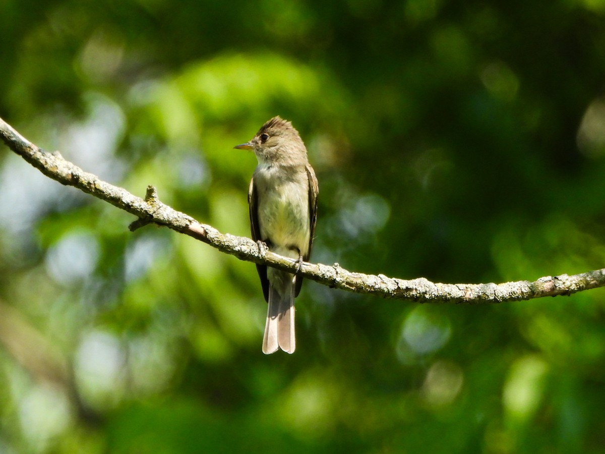 Eastern Wood-Pewee - ML638732905