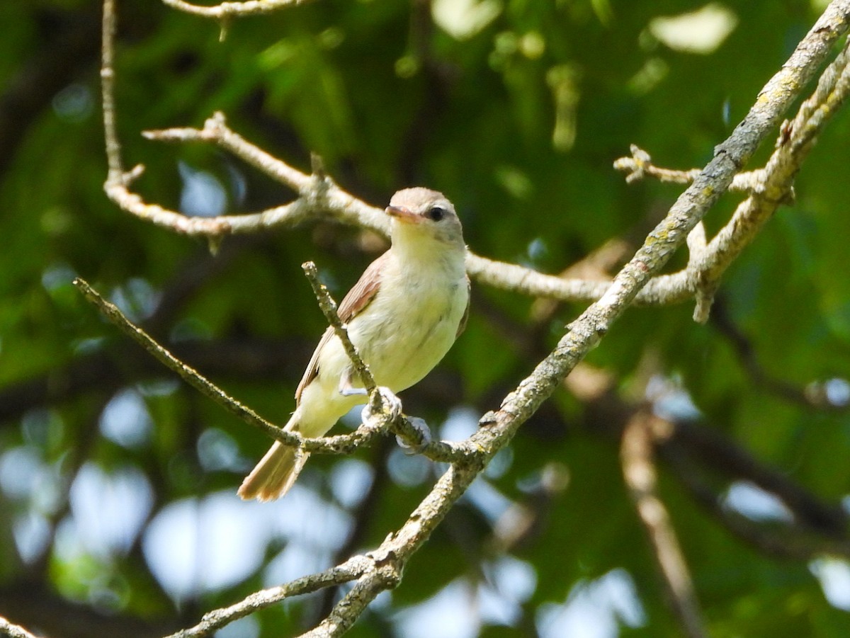 Eastern Warbling Vireo - ML638732915