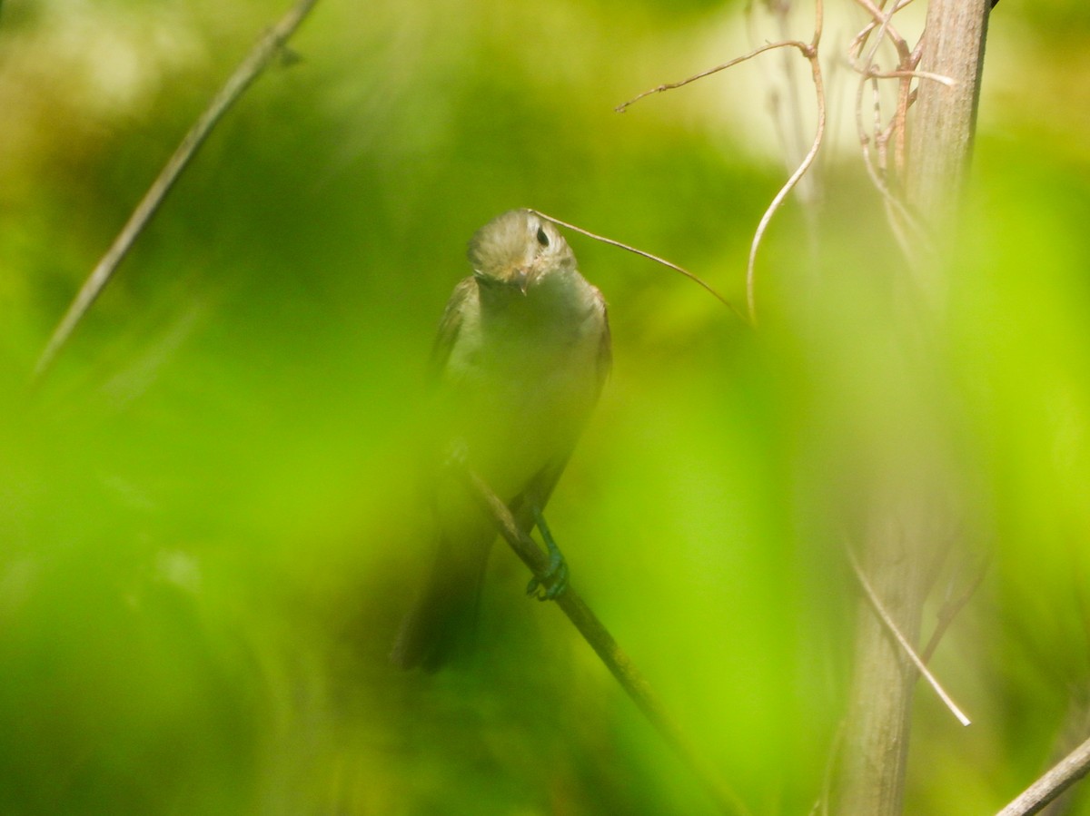 Eastern Warbling Vireo - ML638732916