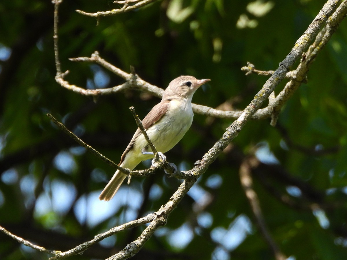 Eastern Warbling Vireo - ML638732917