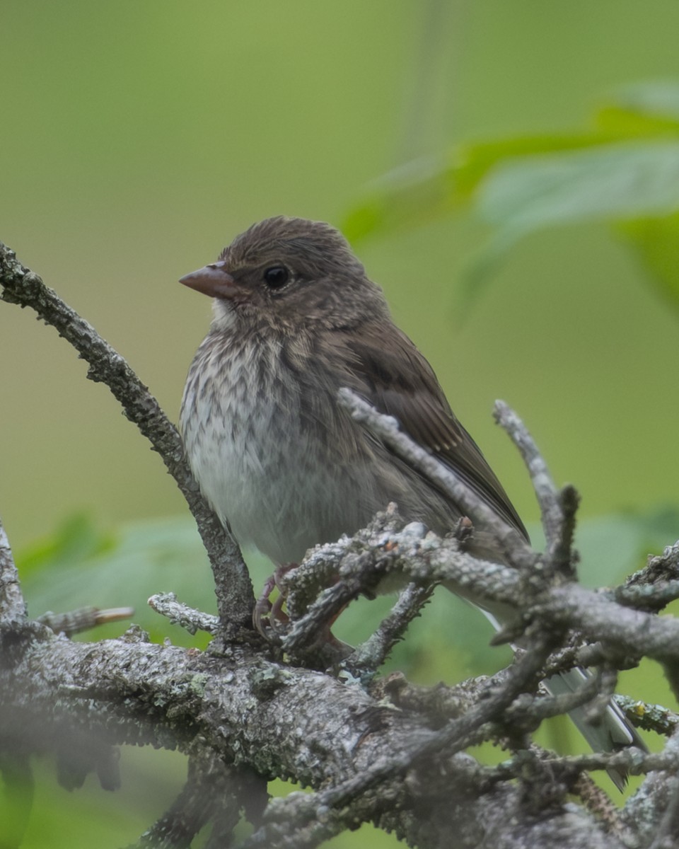 Dark-eyed Junco - ML638732932