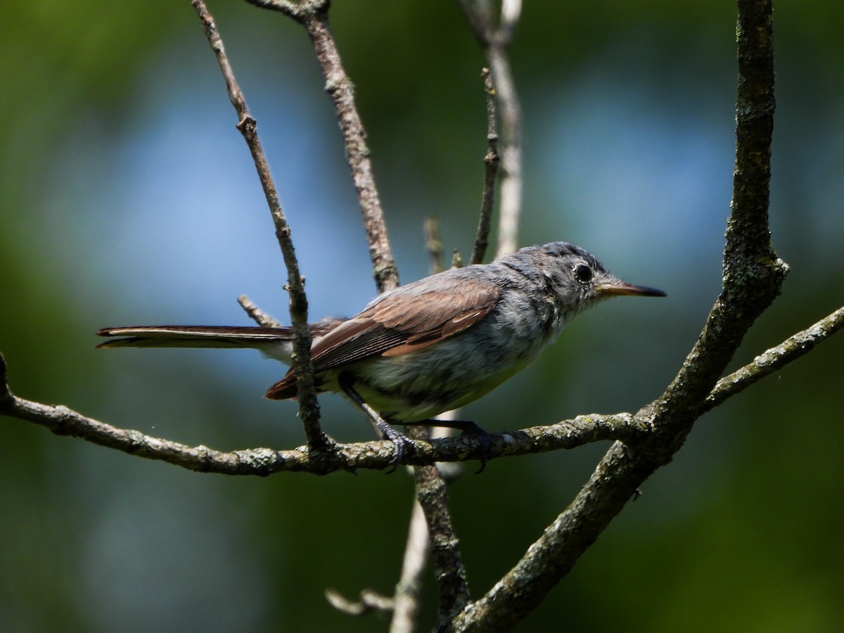 Blue-gray Gnatcatcher - ML638732941