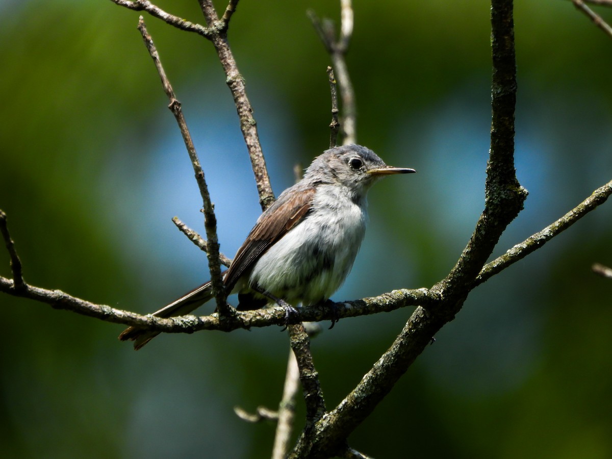 Blue-gray Gnatcatcher - ML638732942