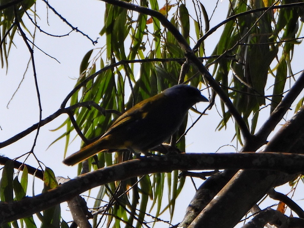 Blue-capped Tanager - ML638732951