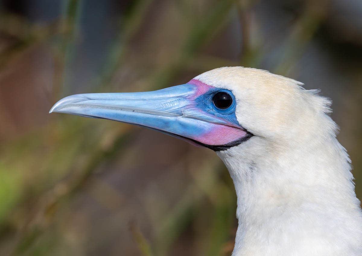 Red-footed Booby (Eastern Pacific) - ML638732963