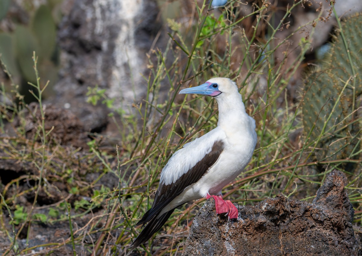 Red-footed Booby (Eastern Pacific) - ML638732964